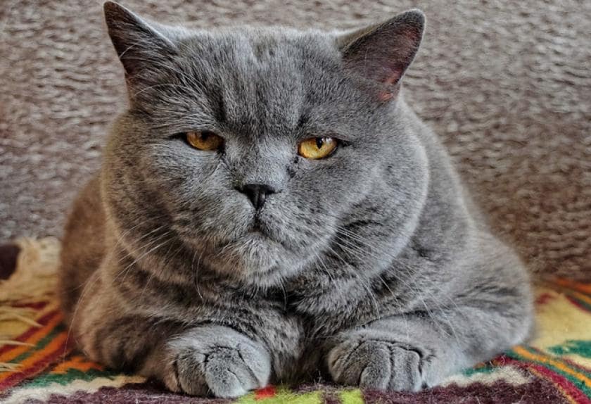 Causes Of Diabetes In Cats Petmd