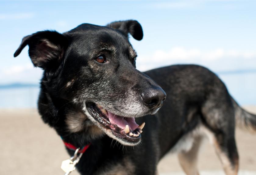 how old is my 16 year old dog