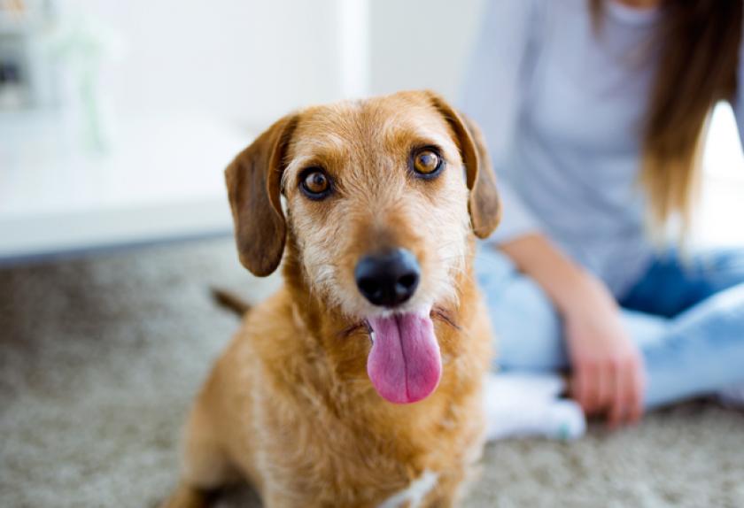 how can you find out your dog's age