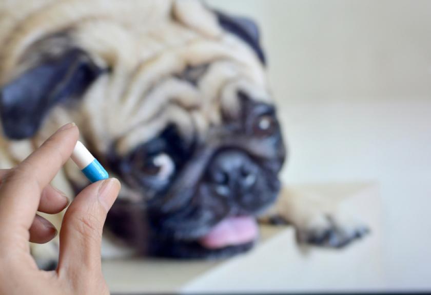 8 Surprising Causes of Dog Coughing PetMD