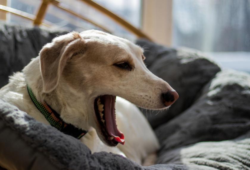 8 Surprising Causes of Dog Coughing PetMD