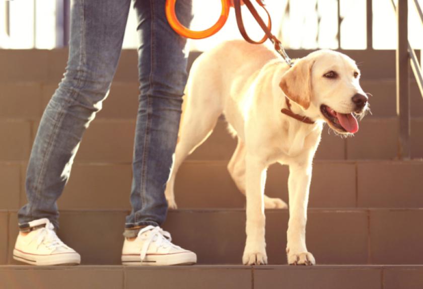 6 Signs of Hip Dysplasia in Dogs PetMD