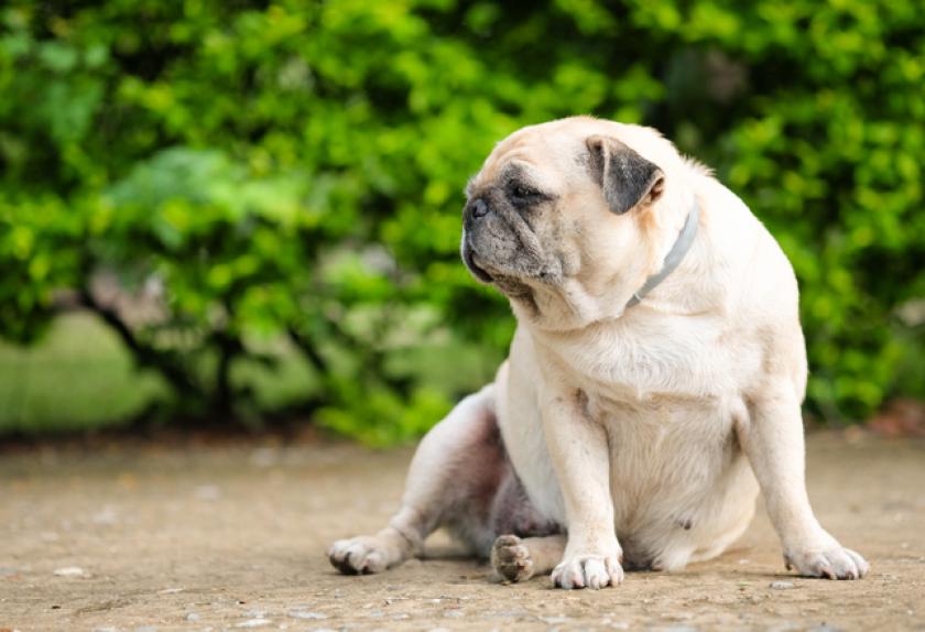 human meds you can give dogs