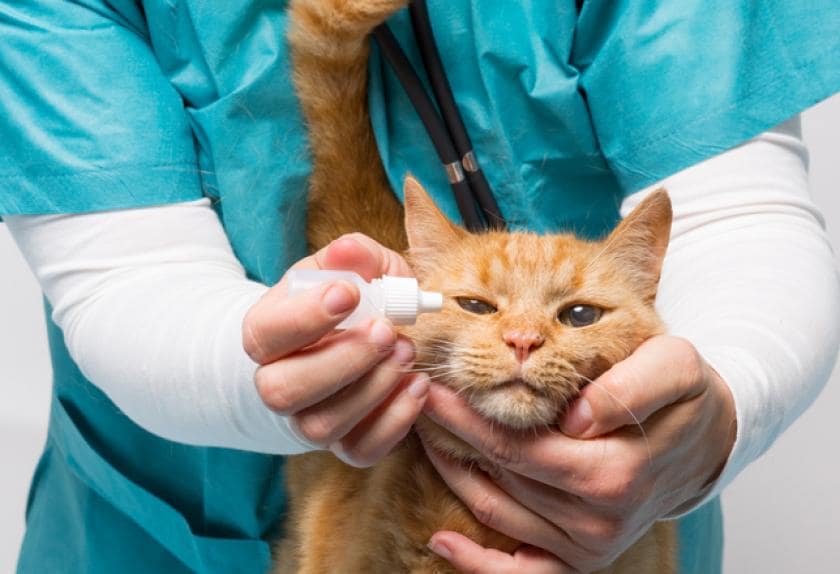 9 Human Medications That Are Safe for Sick Pets PetMD
