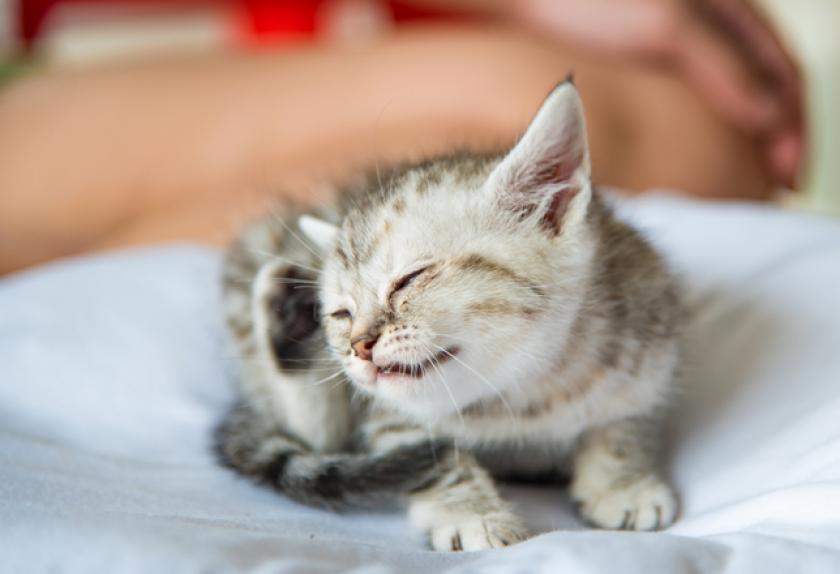 6 Reasons Your Kitten Is Crying PetMD