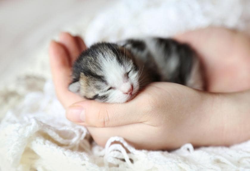 10 Interesting Facts About Newborn Kittens