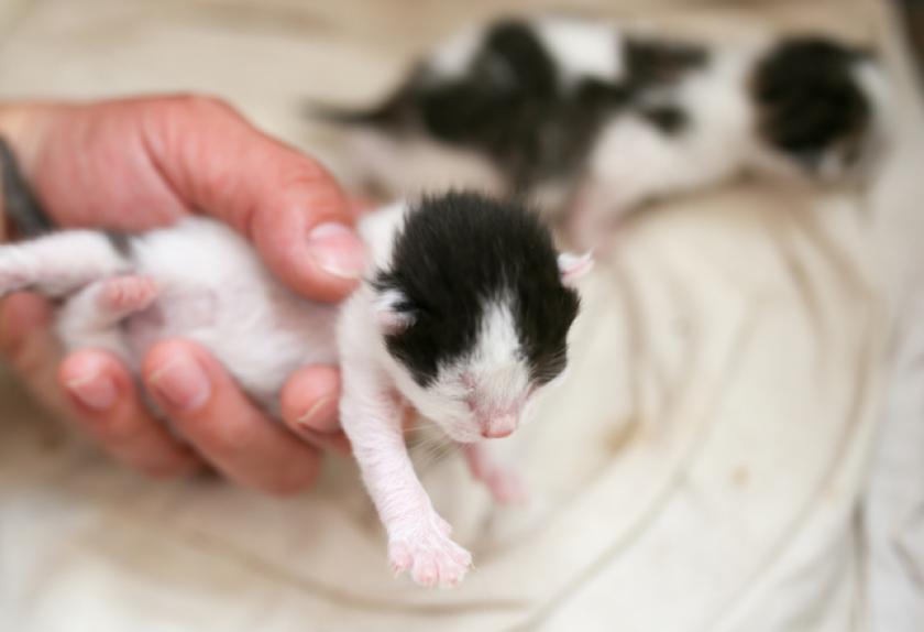 how small are newborn kittens