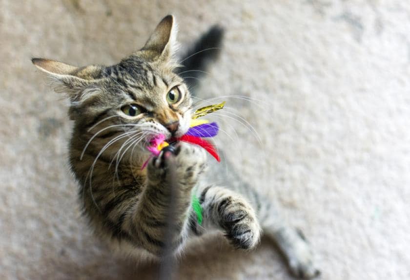 6 Dangerous Kitten Toys You Should Avoid PetMD