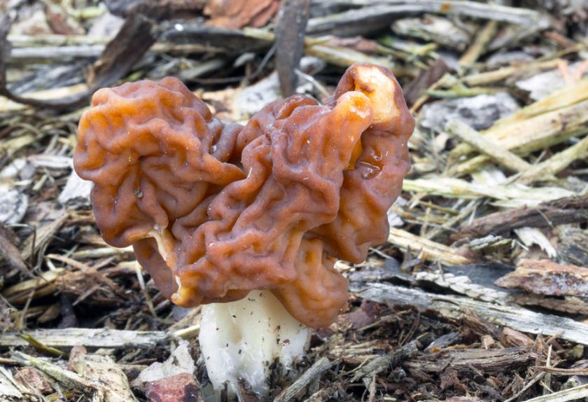 Poisonous Mushrooms for Dogs PetMD