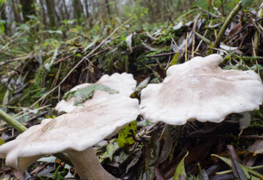 Poisonous Mushrooms for Dogs PetMD