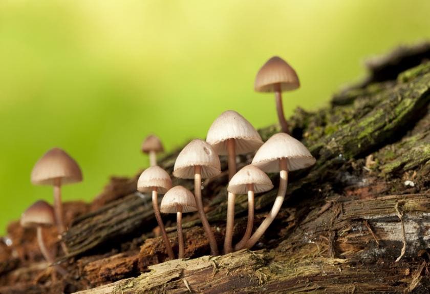 Poisonous Mushrooms for Dogs PetMD