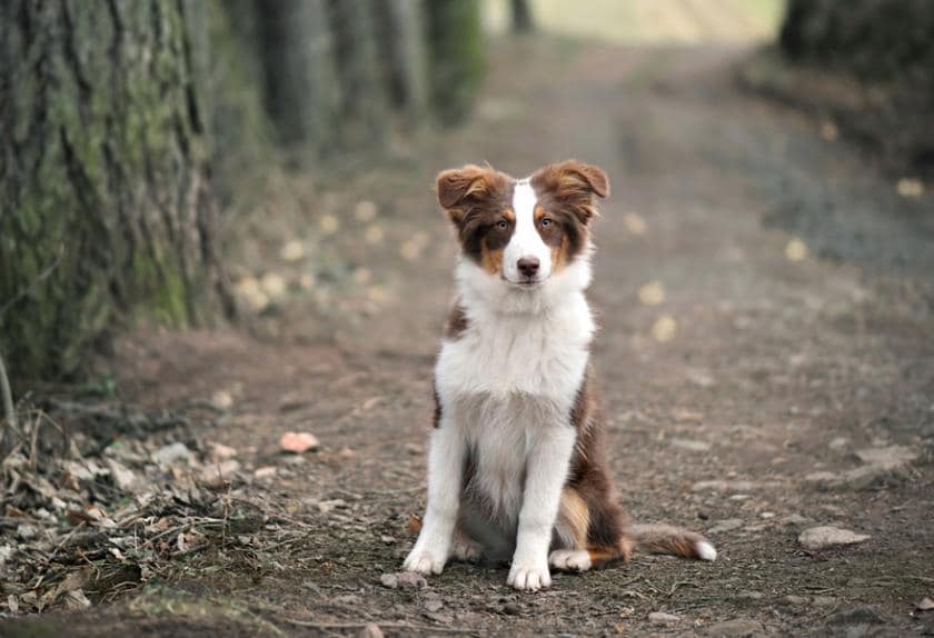 is silver birch poisonous to dogs
