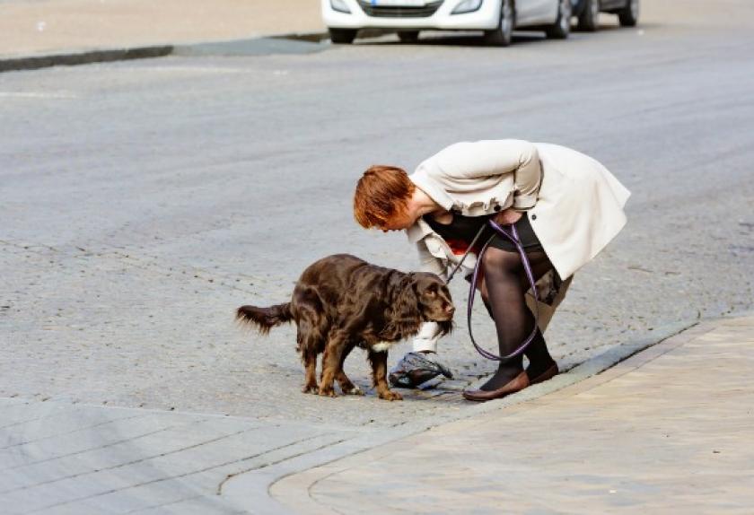 8 Essential Tips for Picking Up Dog Poop