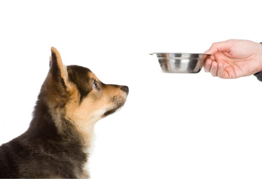 6 Tips for Choosing the Best Food for Your Puppy PetMD