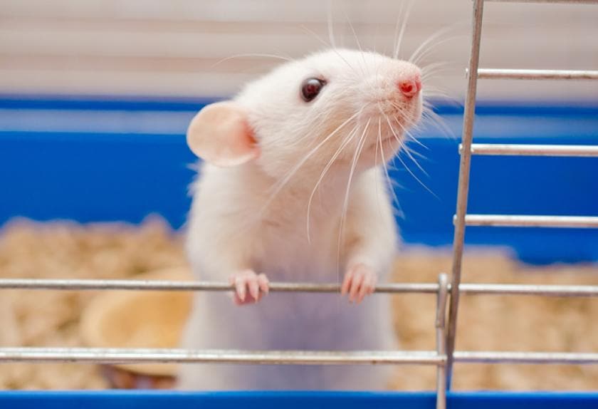 7 Reasons Why Rats and Mice Make Great Pets