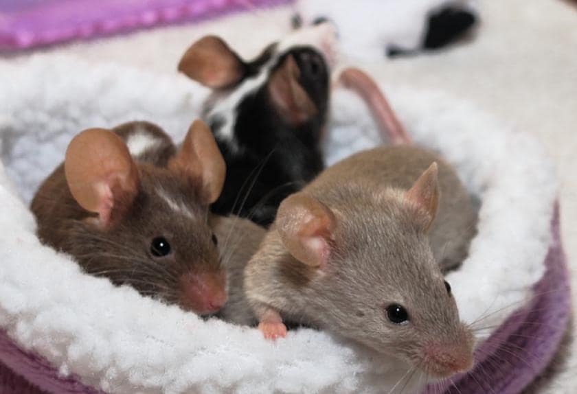 7 Reasons Why Rats and Mice Make Great Pets