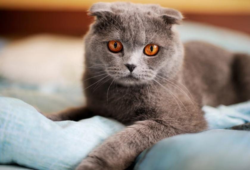 8 Most Affectionate Cat Breeds PetMD
