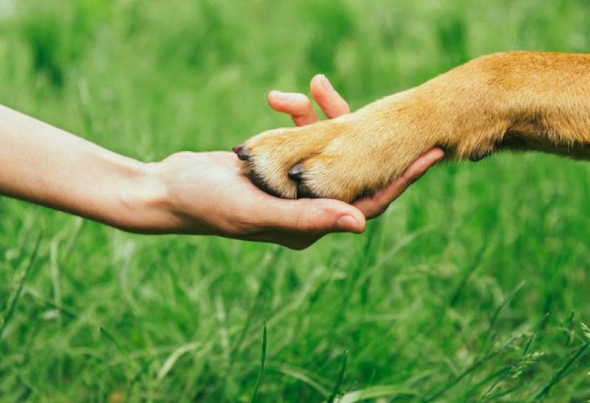 12 Ways to Protect Your Dog’s Paws All Year Round PetMD