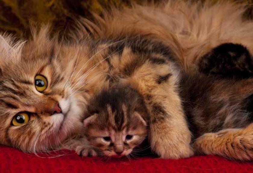 10 Hypoallergenic Cat Breeds PetMD