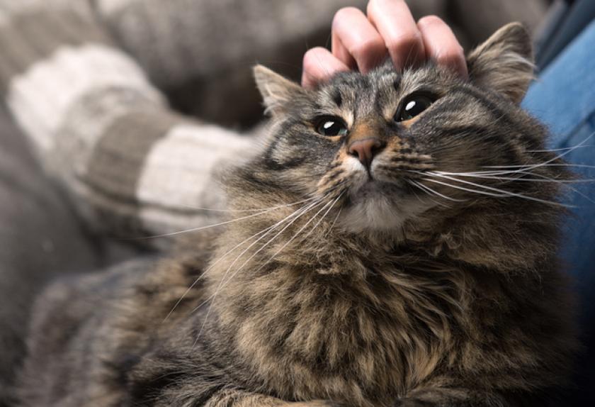 8 Cat Sounds and What They Mean PetMD