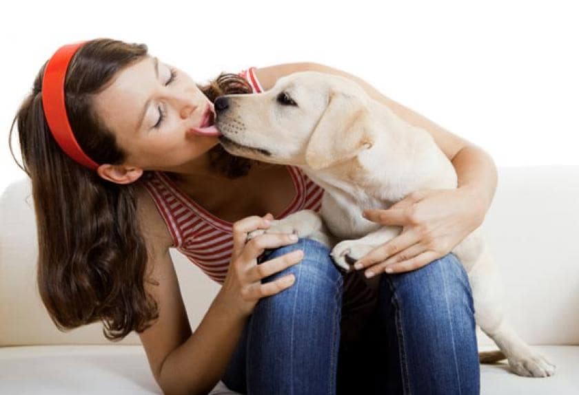 Top Ten Most Lovable Dogs in the World PetMD