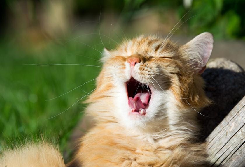 8 Cat Sounds and What They Mean PetMD