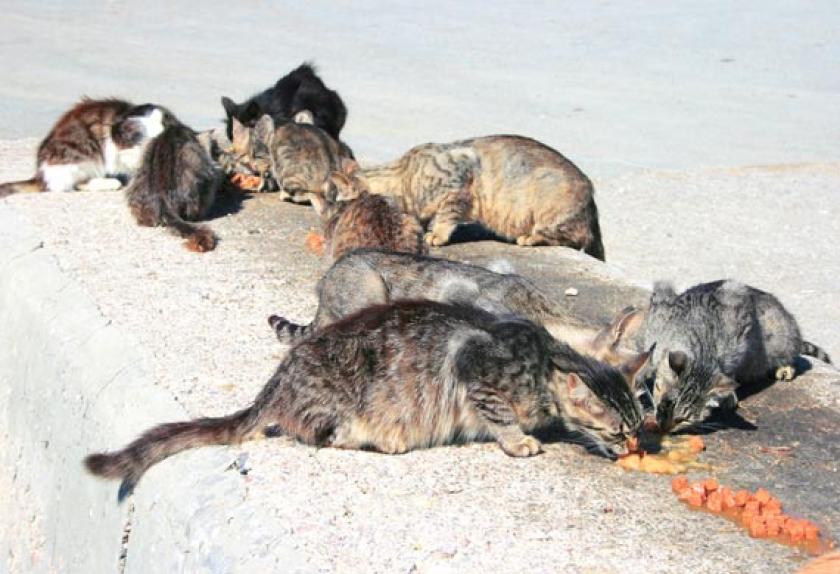 Helping Homeless Cats PetMD