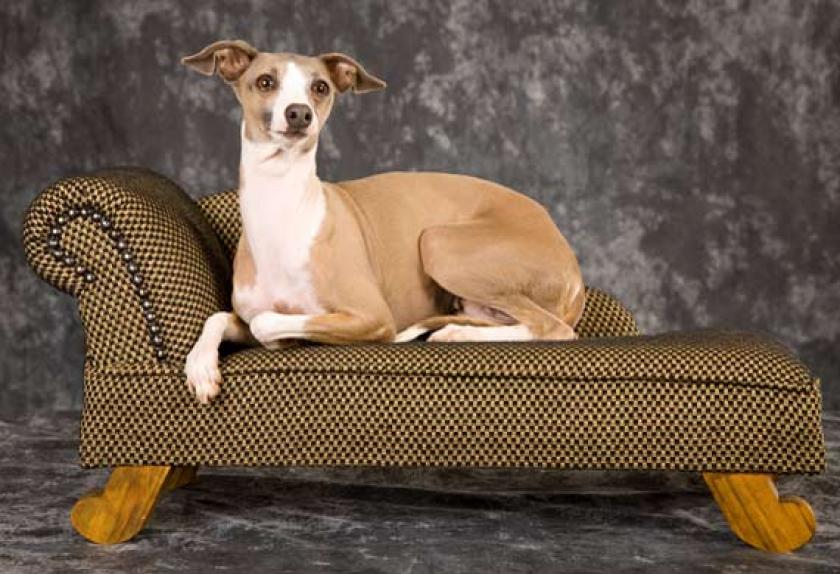 Top Three CatLike Dogs PetMD