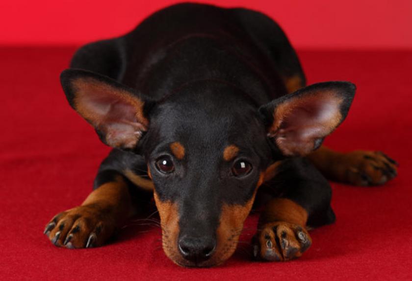 Top Three CatLike Dogs PetMD