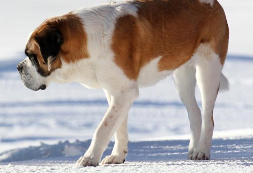 Five Fun Facts About the St. Bernard PetMD