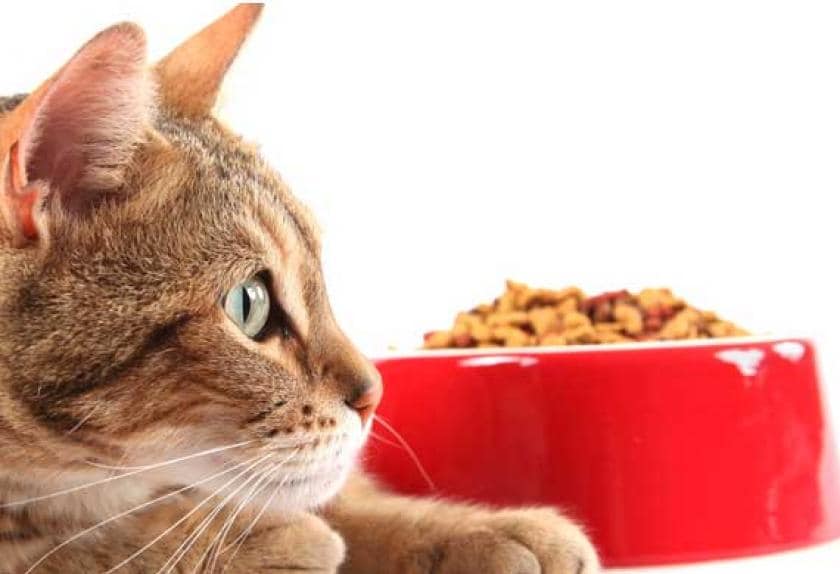Top Ten Signs of Heart Disease in Cats PetMD