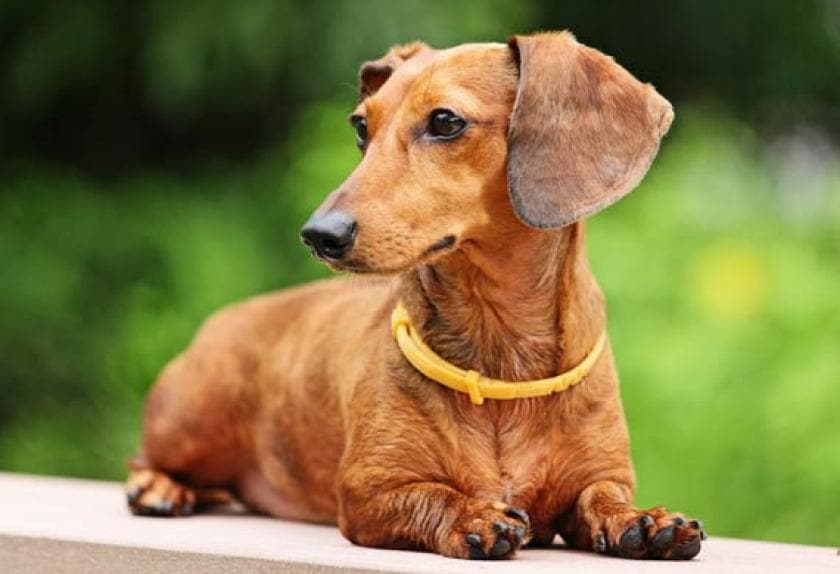 Top Ten Most Lovable Dogs in the World PetMD