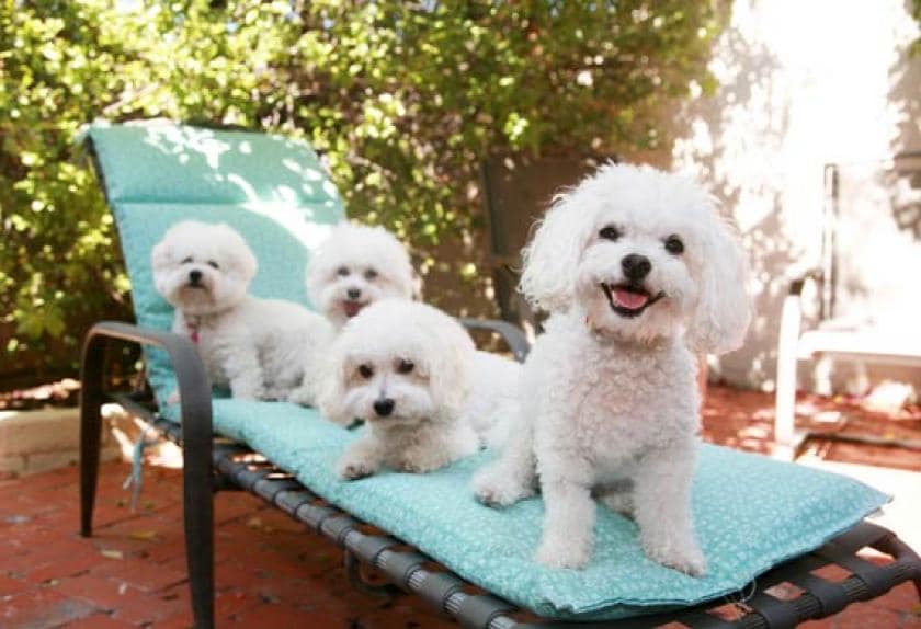 Top Ten Most Lovable Dogs in the World PetMD