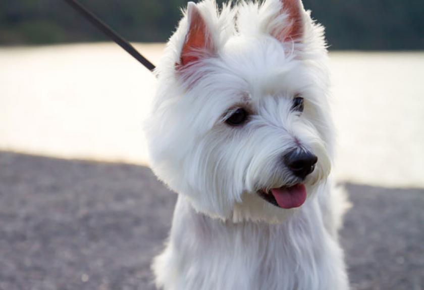white hypoallergenic dog breeds