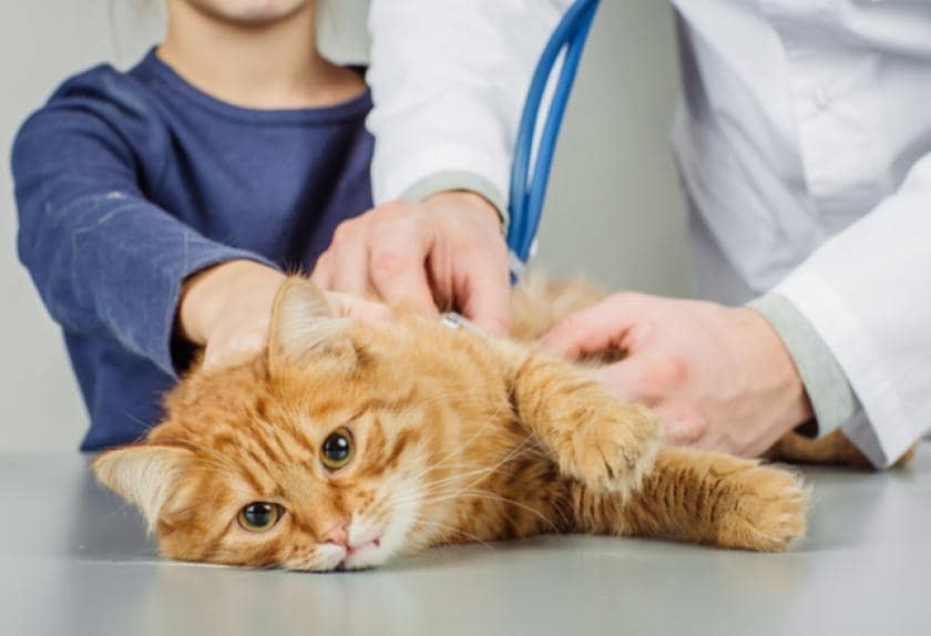 7 Common Skin Problems in Cats PetMD