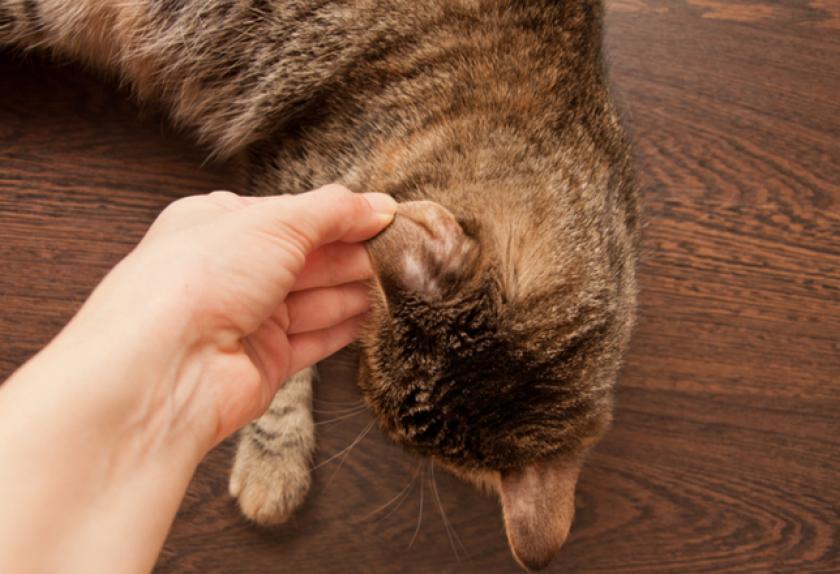 7 Common Skin Problems in Cats PetMD