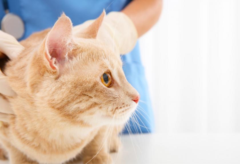 7 Common Skin Problems in Cats PetMD