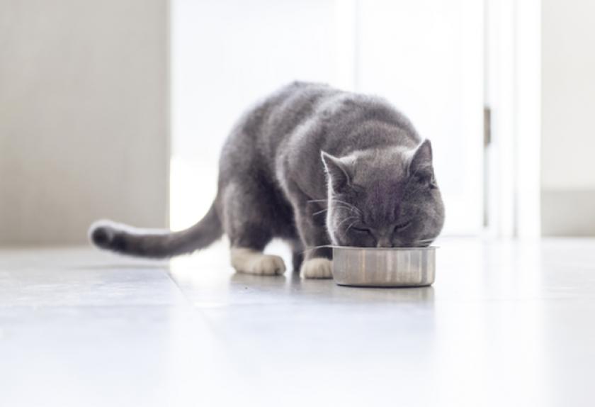 7 Common Skin Problems in Cats PetMD