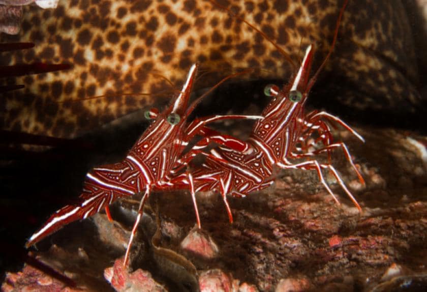 The Best Cleaner Shrimp for Saltwater Fish Tanks The Best Cleaner Shrimp for Freshwater Fish