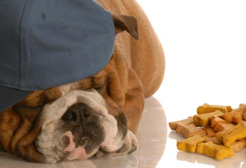 Top 10 Signs of Heart Disease in Dogs PetMD