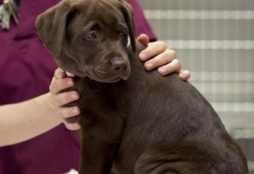 Top 10 Signs of Heart Disease in Dogs PetMD