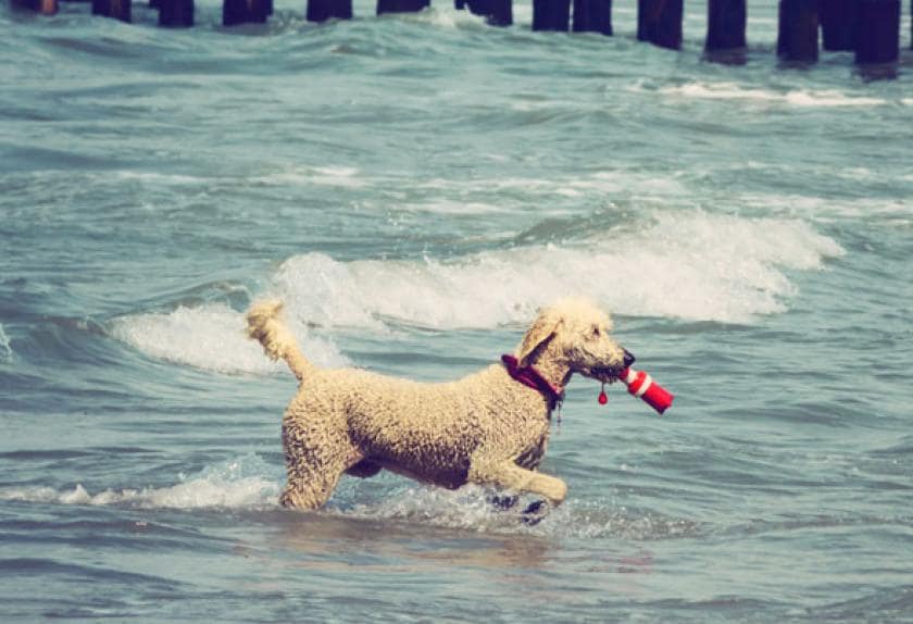 Top 10 Swimming Dog Breeds PetMD