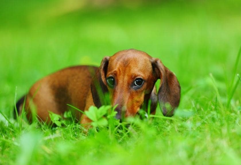 6 Things Commonly Found in Your Dog’s Poop PetMD