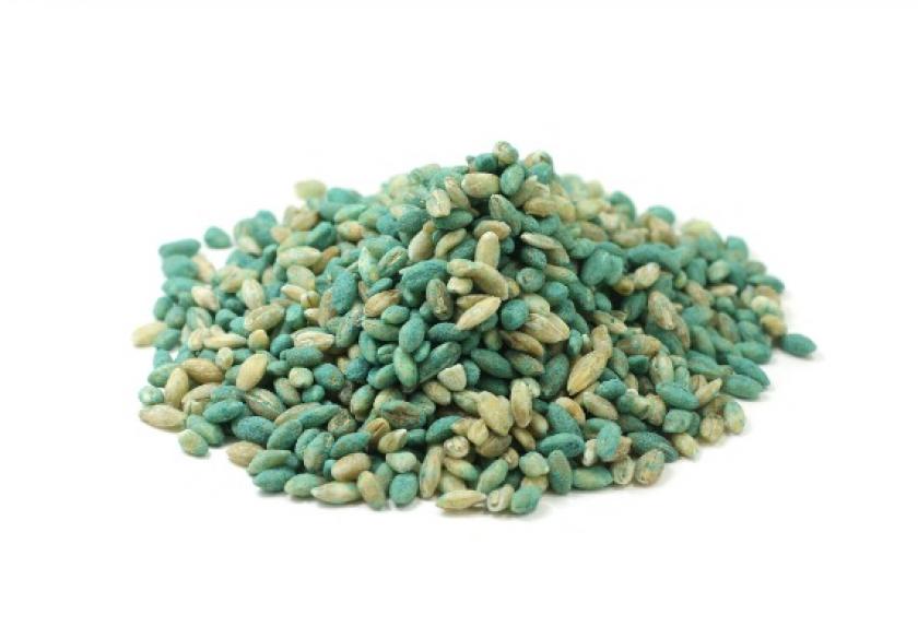 6 Things Commonly Found in Your Dog’s Poop PetMD