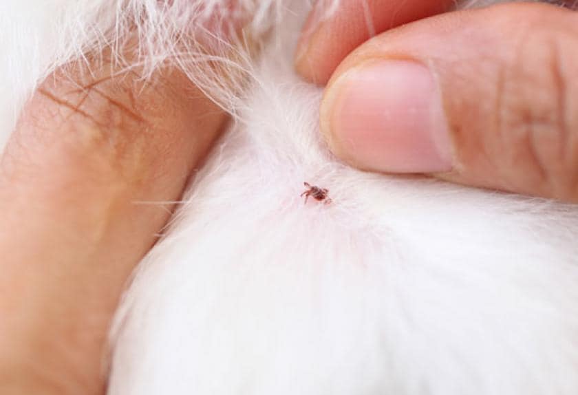 5 Dangerous Bugs No Dog Owner Wants Brought Indoors PetMD