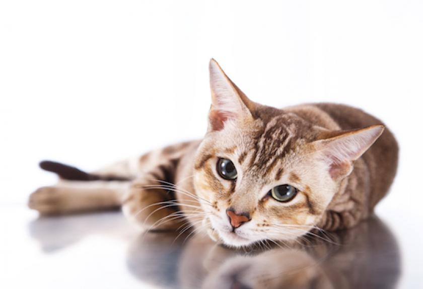 most affectionate cats