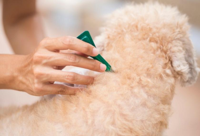 9 Ways to Stop Fleas From Biting Your Dog, From Flea Shampoo to Vacuums