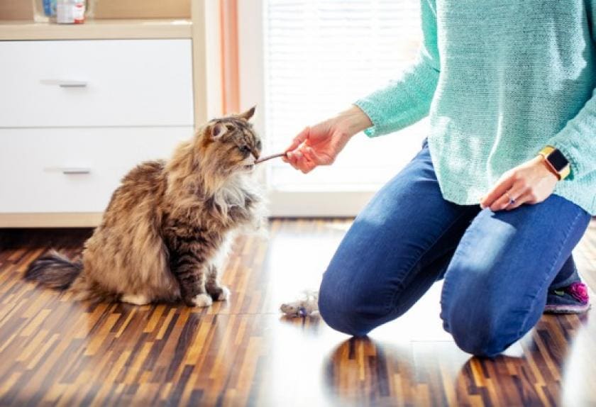 Top 9 Tips for Keeping Your Cat’s Teeth Clean PetMD