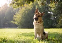 Five Ways to Help Your Constipated Dog