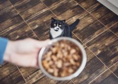 Cat Nutrition: What Makes a Nutritional Cat Food? 